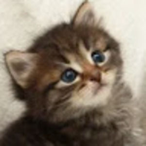 Meet your Posher, Gracie